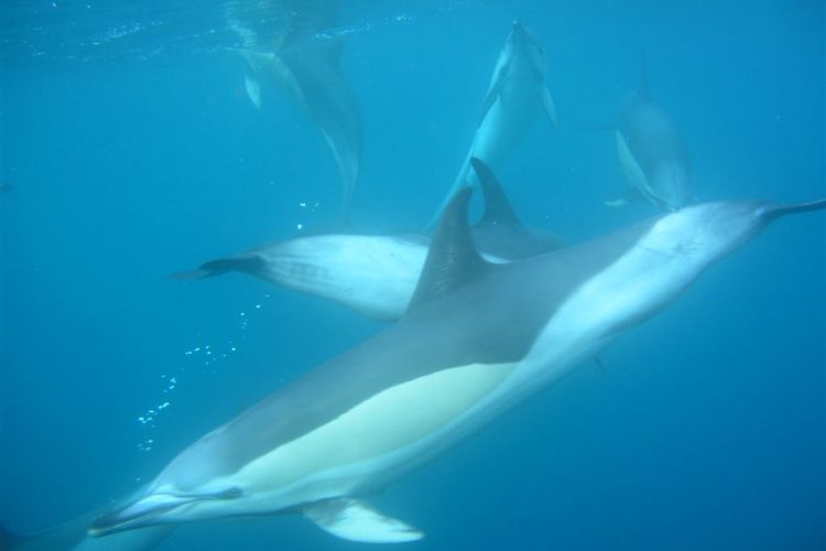 04-observation-cetaces-ile-de-sao-miguel-acores-portugal