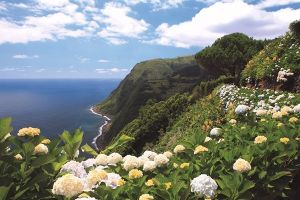 Açores - Floraison en juin