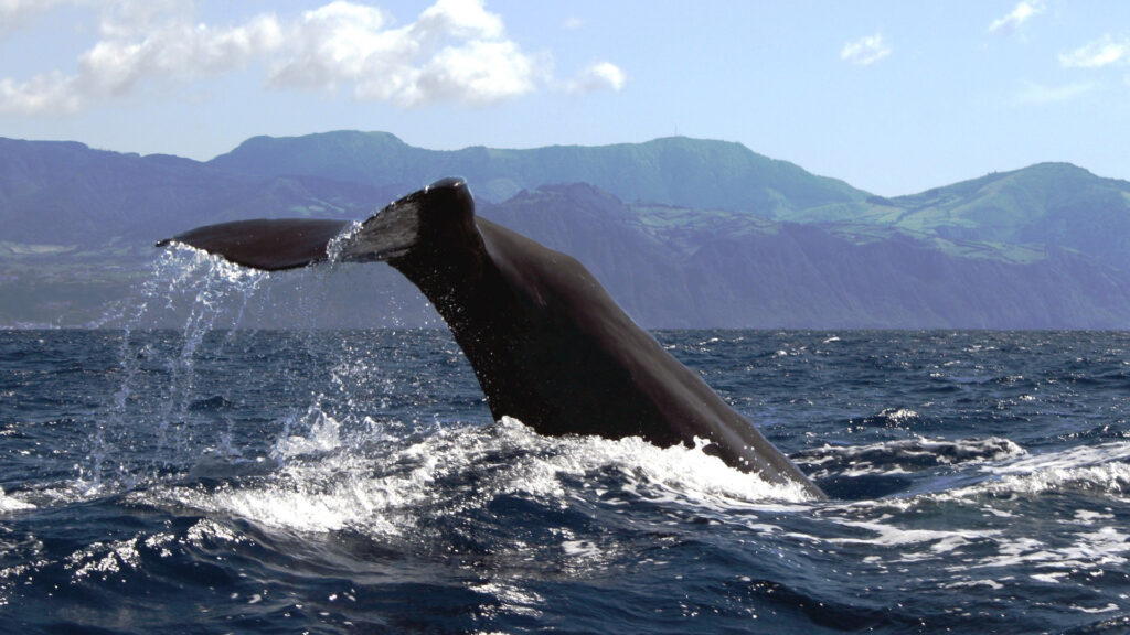 Observation des baleines et des dauphins aux Açores quand et où — free download