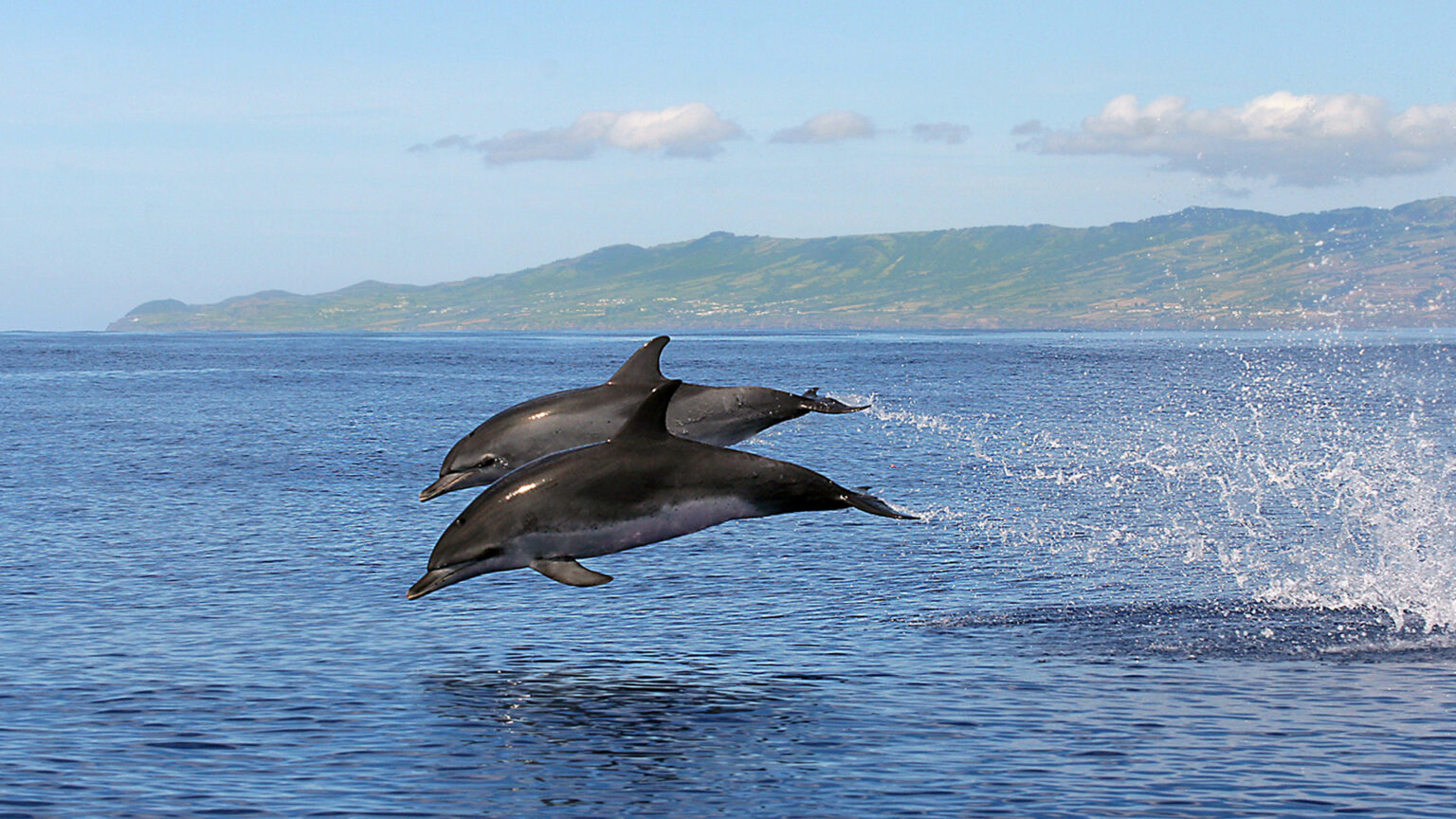 Observation des baleines et des dauphins aux Açores quand et où — free download