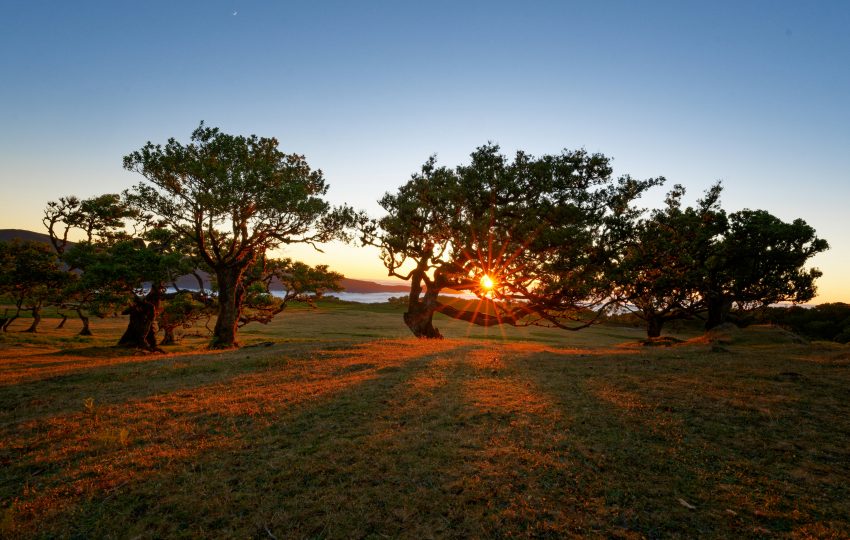 Forêt de Fanal et ses arbres centenaires à Madère