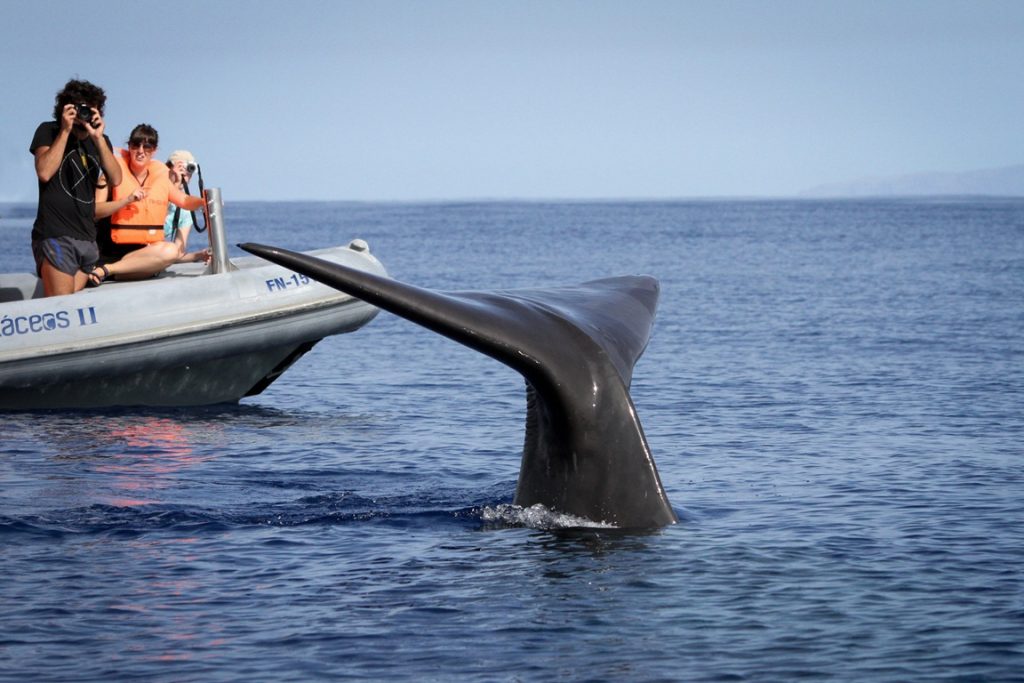 Queue d'une baleine émergeant de l'océan Atlantique à proximité d'un bateau d'observation à Madère.
