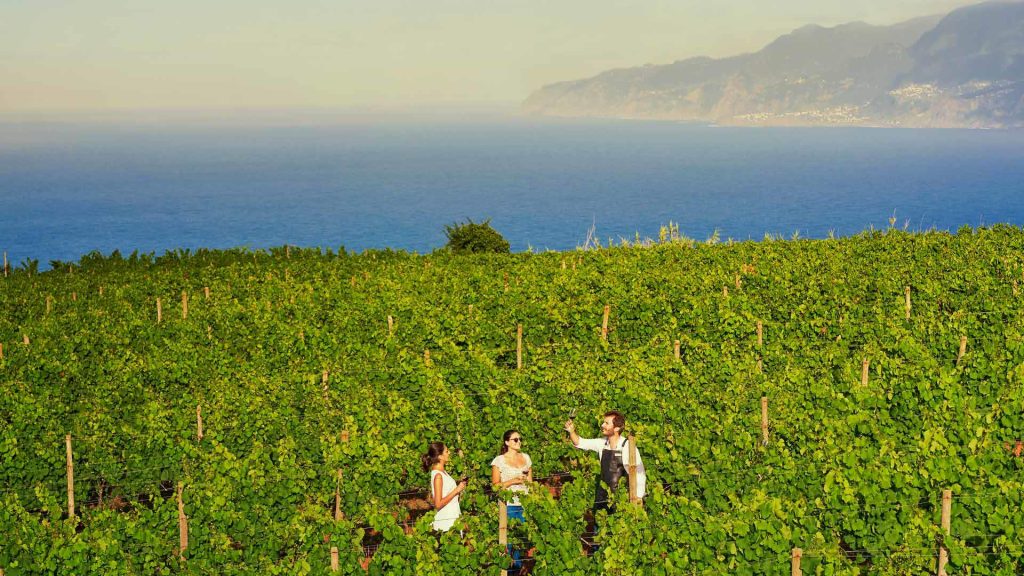 Vignobles de Madère entre montagnes et océan