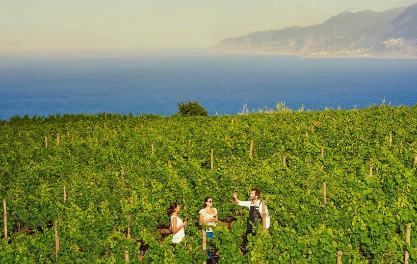 Découverte des vignobles de Porto Moniz à Madère